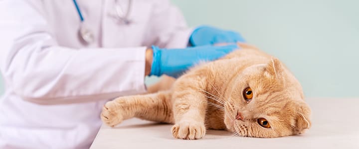 病気の診察を待つスコティッシュ・フォールド