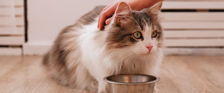 サイベリアンにご飯をあげて撫でる飼い主