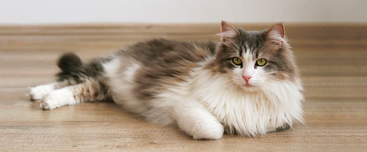 病気の診察を待つサイベリアン