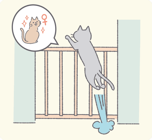 発情期のメス猫の匂いで脱走しようとする猫