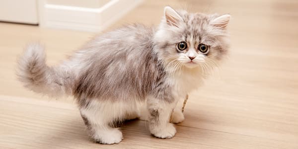 短足タイプのミヌエットの特徴的な低い体格と可愛らしい姿