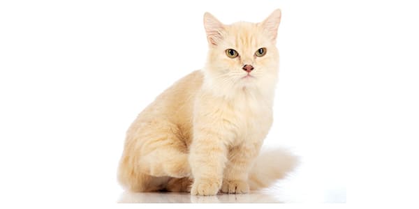 長足のマンチカン