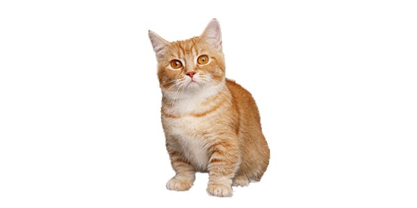 中足のマンチカン