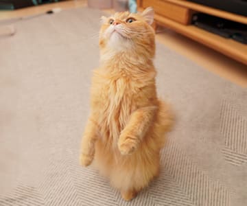 マンチカン立ちをしているマンチカン