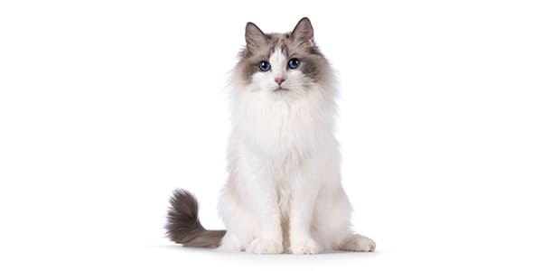 バイカラーの毛色のラグドール