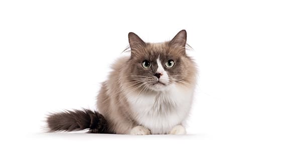 カラーポイントの毛色のラグドール