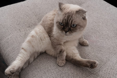 スコ座りをしているスコティッシュ・フォールド