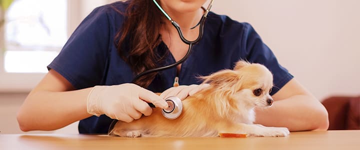 診察を受けるチワワ