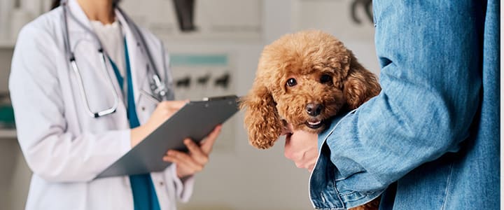 動物病院で診察を受ける犬と飼い主