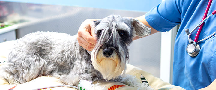 診察を受けるミニチュア・シュナウザー