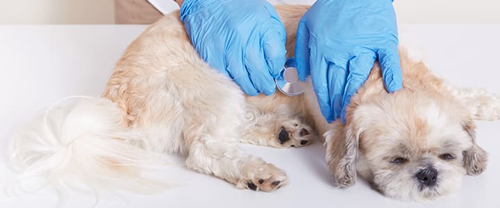 診察を受けるペキニーズ