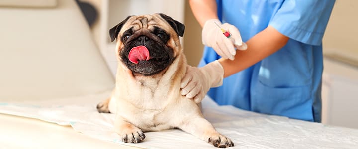 診察を受けるパグ