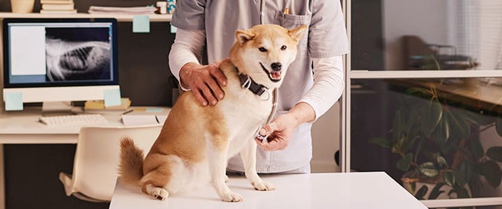 診察を受ける柴犬