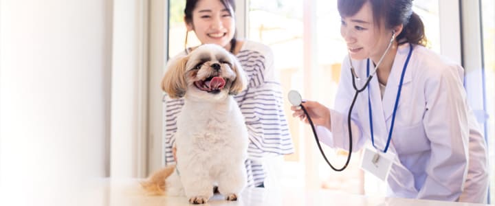 診察を受けるシー・ズー