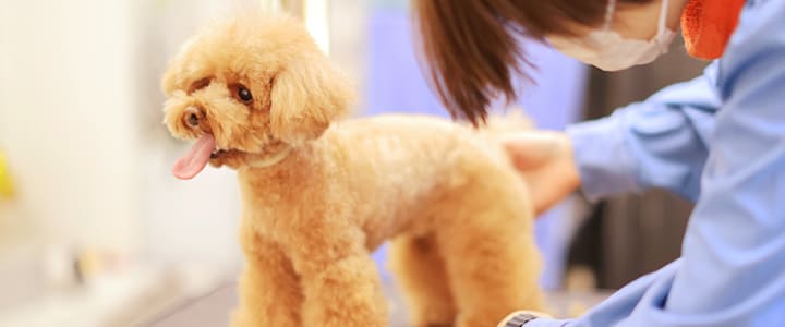 診察を受けるトイ・プードル