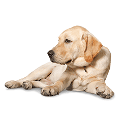 高齢期の犬の写真