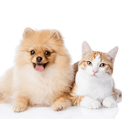 成犬・成猫の写真