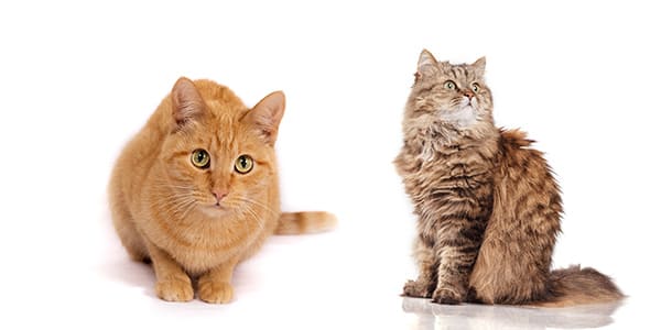 5〜9歳の猫（茶トラとキジトラの成猫）