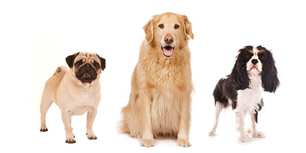 5〜9歳の犬（パグ、ゴールデン・レトリーバー、キャバリア）