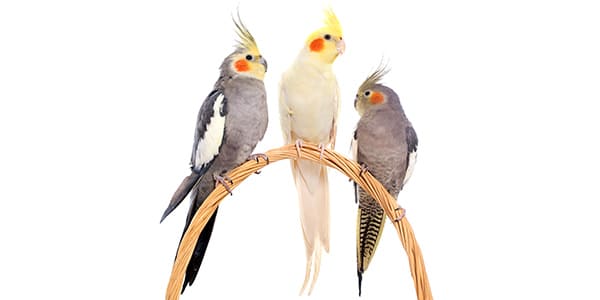 複数の鳥の写真