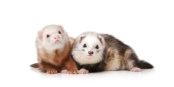 複数のフェレットの写真