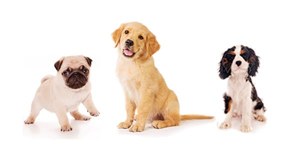 0〜4歳の犬（パグ、ゴールデン・レトリーバー、キャバリア）