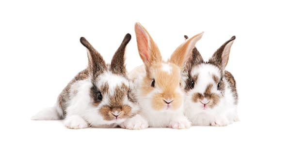 複数のうさぎの写真