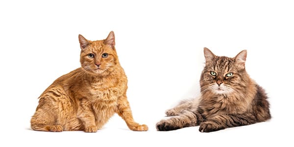 10歳以上の猫（茶トラとキジトラのシニア猫）