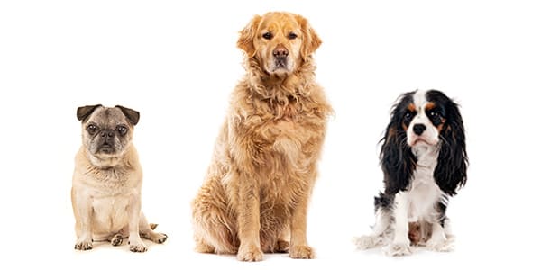 10歳以上のシニア犬（パグ、ゴールデン・レトリーバー、キャバリア）