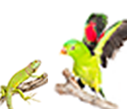 鳥と爬虫類の写真
