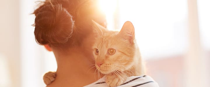 ペットの猫の長生きを願って飼育する飼い主