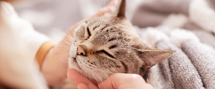 飼い主の手に安らかに頬を寄せ、最期のお別れを時間を過ごす愛猫