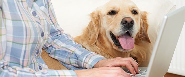 ペット保険の免責金額について考えている飼い主と犬