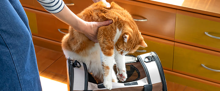 ペットの防災対策をする飼い主さん