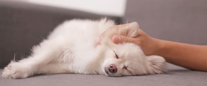 愛犬との最期のお別れに寄り添う飼い主