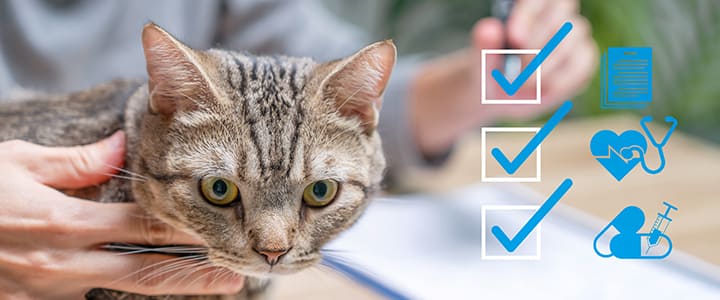 ペット保険の告知項目をチェックする飼い主と猫