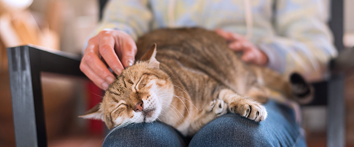 老猫の介護をする飼い主さん