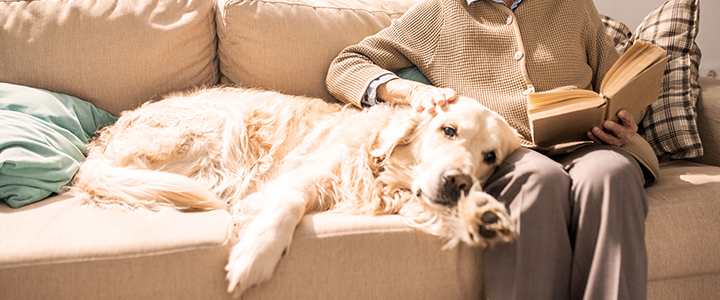 老犬の介護をする飼い主さん
