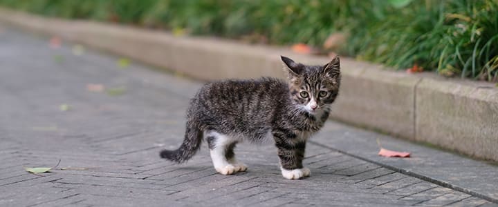 不安そうに佇む迷子猫