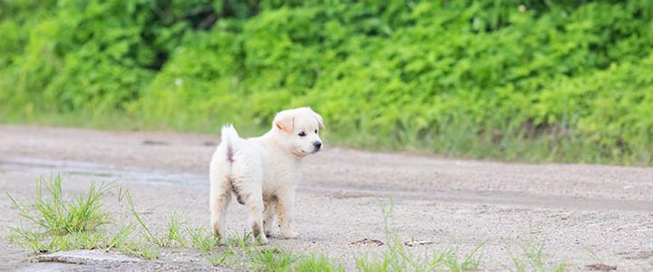不安そうに佇む迷子犬