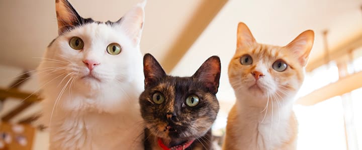多頭飼いされているペット