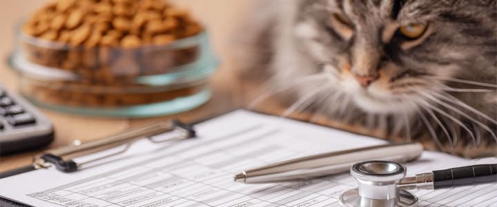 ペット保険の更新ができるか心配そうに見つめる猫