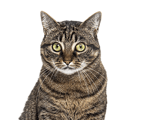 混血猫