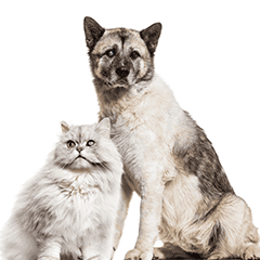高齢の犬・猫の写真