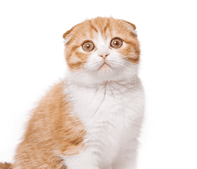 純血種猫の写真