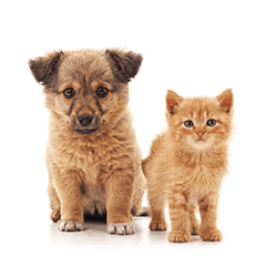 子犬・子猫の写真