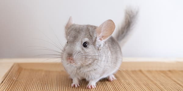 シナモン・ベージュのチンチラ（温かみのある薄茶色の毛色）