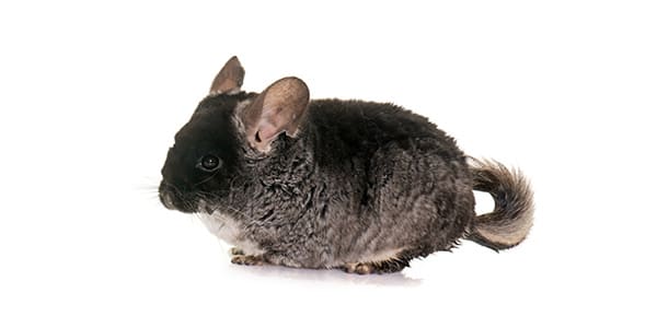 ブラックベルベットのチンチラ（背中が黒くお腹が白い美しい毛色）