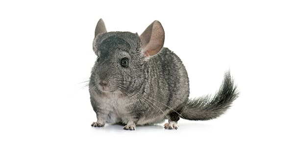 スタンダードグレーのチンチラ（背中が濃いグレーでお腹が白い野生色）