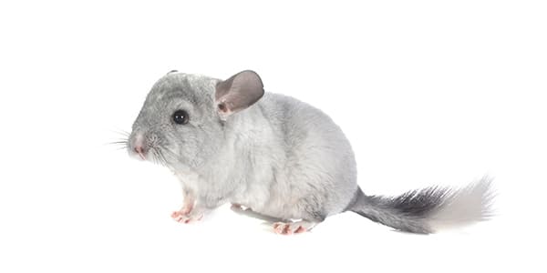 バイオレットのチンチラ（青みがかった紫色の美しい毛色で光の当たり方で色合いが変化する希少カラー）